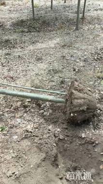 10公分西府海棠