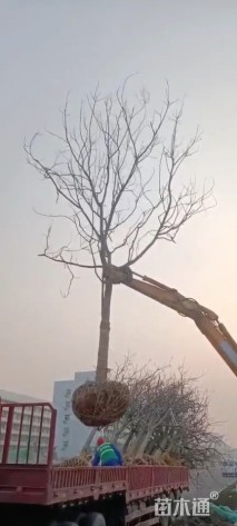 13公分栾树