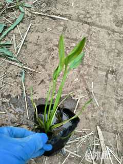 高度25厘米泽泻