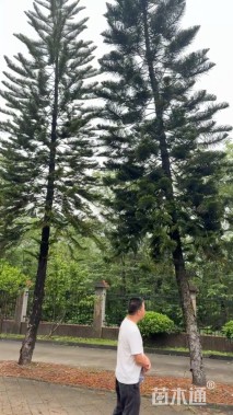 20公分南洋杉