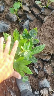 高度30厘米八角金盘