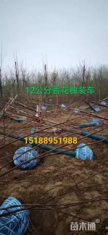 13公分香花槐