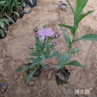 高度25厘米紫苑