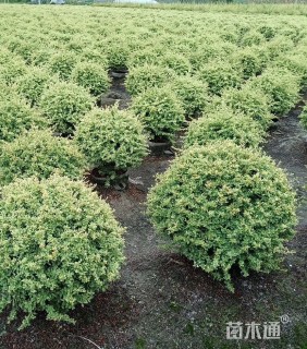 冠幅120厘米火棘球