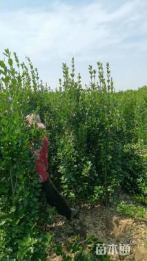 高度200厘米北海道黄杨