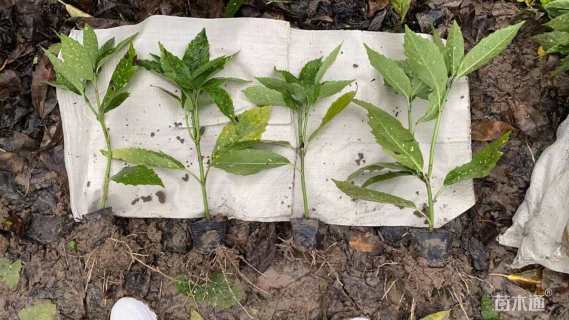 高度30厘米洒金珊瑚