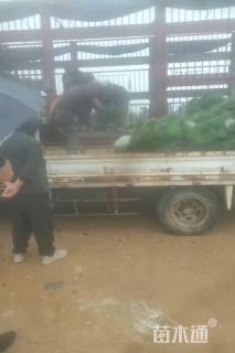 高度60厘米油松