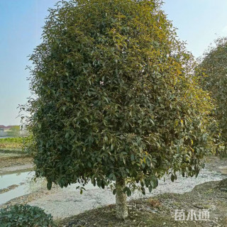 10公分桂花