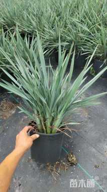 高度50厘米山管兰