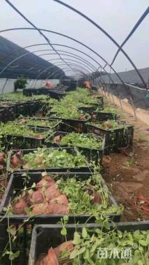 高度20厘米花叶蔓长春