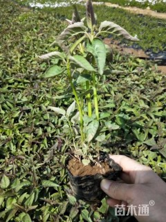 高度20厘米美国薄荷