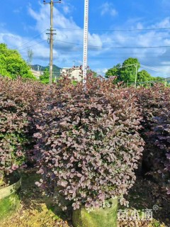 冠幅150厘米红花继木球