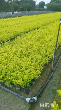 高度30厘米金叶女贞