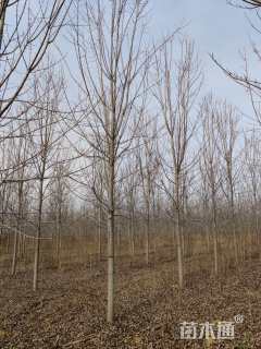 10公分美国红枫