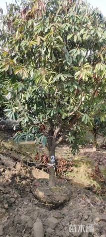 高度150厘米中华石楠