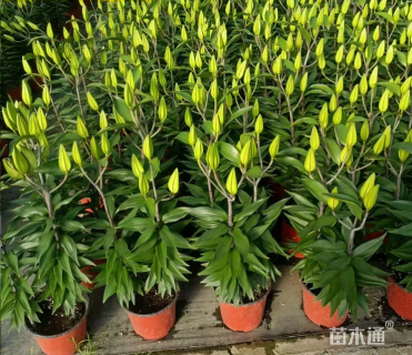 高度18厘米百合