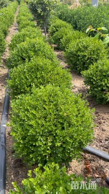 冠幅60厘米小叶黄杨球