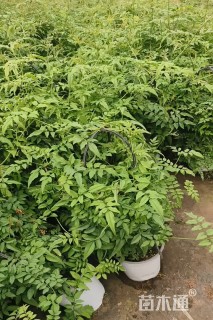 高度50厘米木本香薷