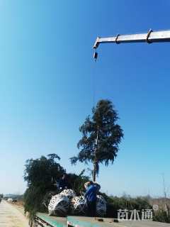 高度1000厘米雪松