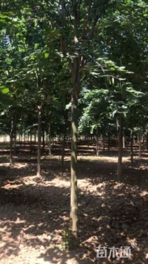 8公分巨紫荆