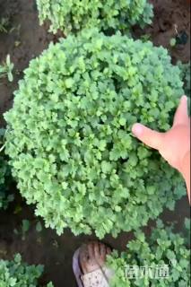 高度30厘米球菊