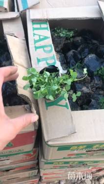 高度15厘米白花三叶草