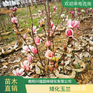 3公分玉兰