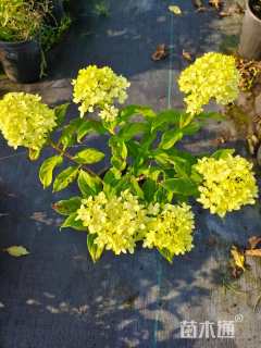 高度40厘米圆锥绣球