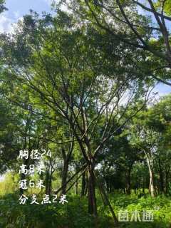 20公分滇朴