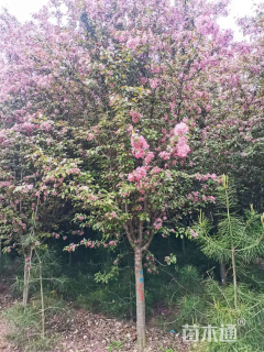 8公分凯尔斯海棠