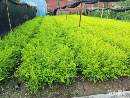 大杯苗亮晶女贞小苗