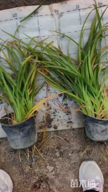 高度35厘米常绿萱草