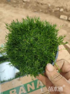 高度5厘米绿珊瑚