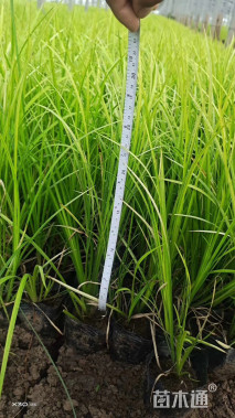 高度40厘米金叶石菖蒲