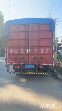 多分支爆杯蓝星花基地直销 蓝星花种植基地