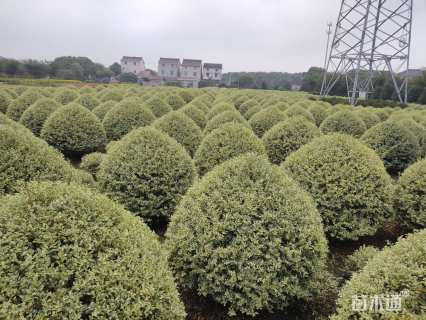冠幅150厘米银姬小蜡球