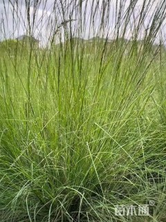 高度60厘米细叶针芒