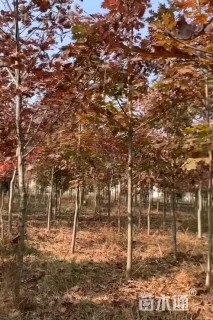 5公分北美红栎
