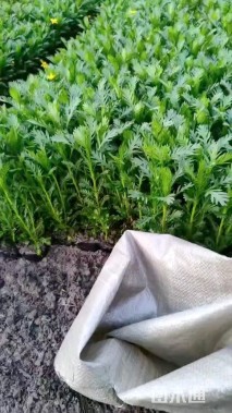 高度20厘米黄金菊