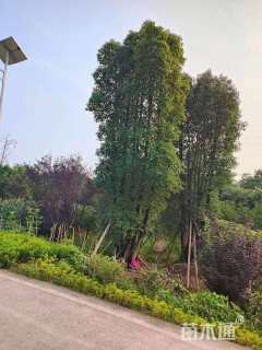 80公分丛生香樟