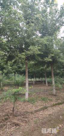 12公分金叶复叶槭