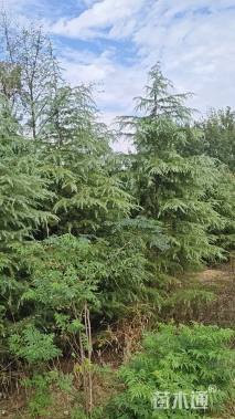 高度500厘米雪松