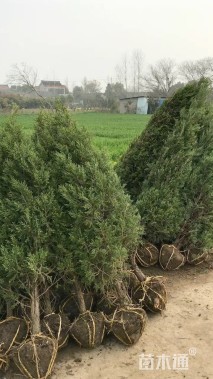 高度210厘米塔柏