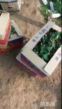 高度10厘米白草莓