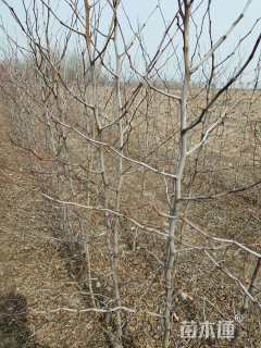 高度1500厘米冬枣