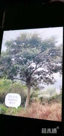30公分朴树