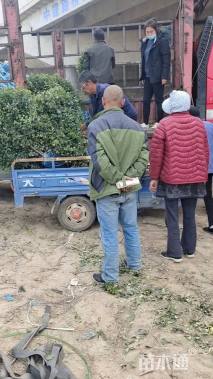 冠幅140厘米卫矛球