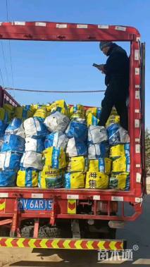 高度30厘米蒲公英