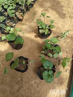 高度12厘米金钱草