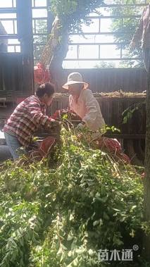 高度200厘米丛生紫薇